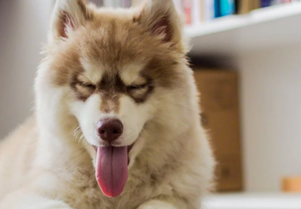 Prevenzione dell’obesità canina